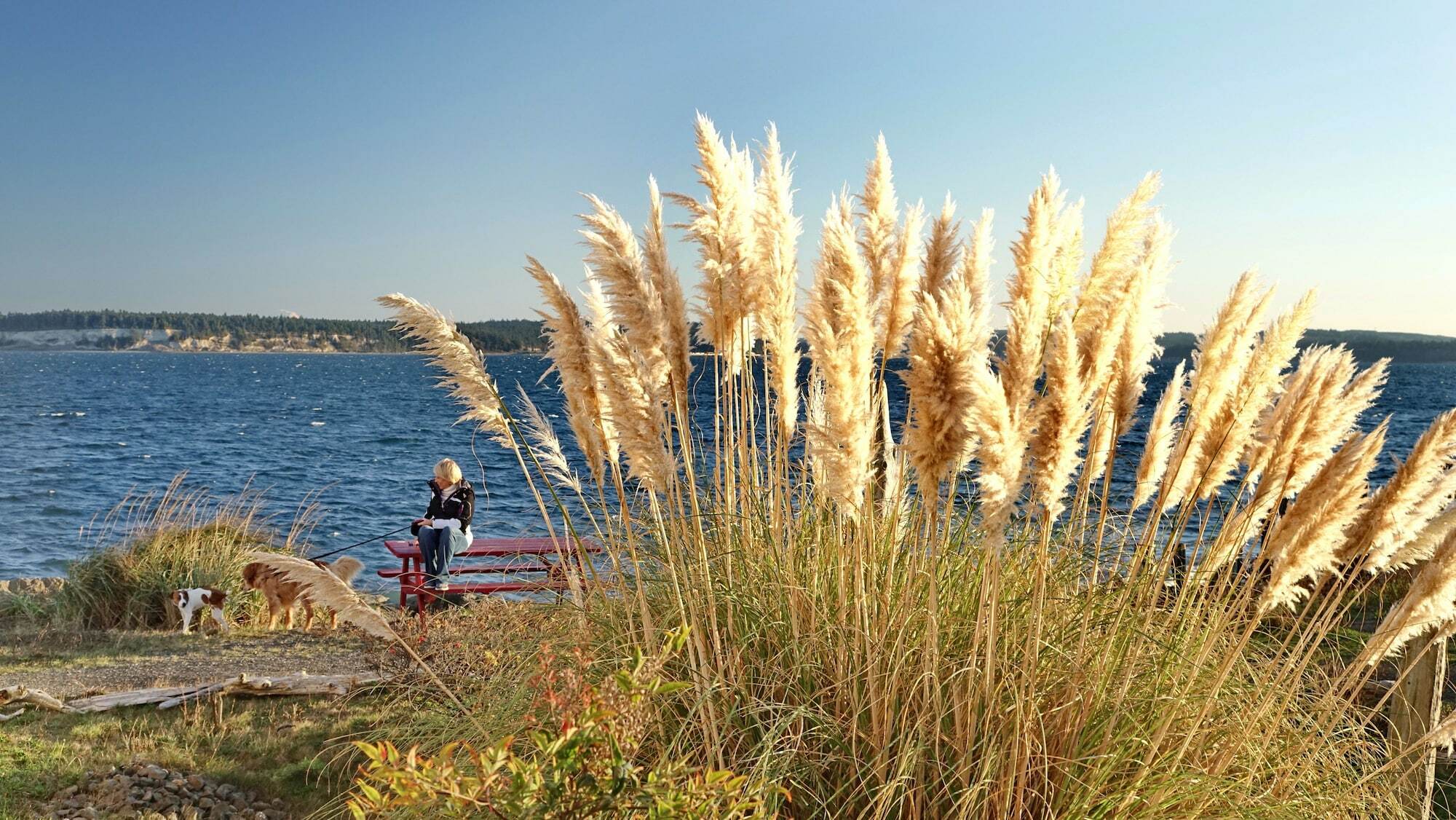 Tides Inn & Suites Port Townsend Esterno foto